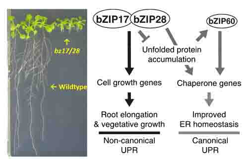 Defective root growth in the double mutant of bZIP17 and bZIP28 (left). Current working model for extended unfolded protein response regulation via bZIP17 and bZIP28 (upper).