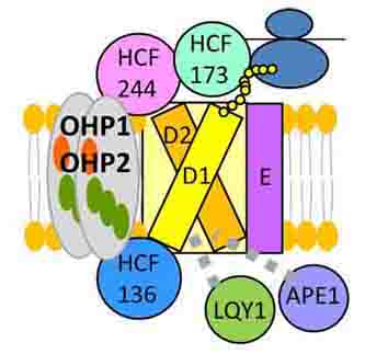 Schematic model for the role of OHP1-associated proteins during de novo assembly of photosystem II.