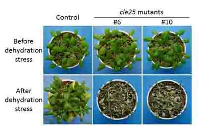 CLE25 peptide mutants showed dehydration stress sensitive phenotype