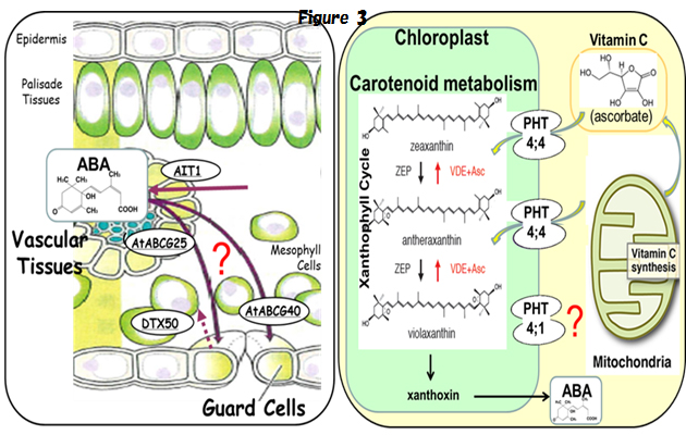 Physiological regulation by membrane transporters