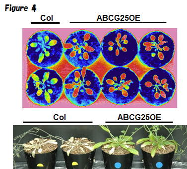 Application research improving plant functions using transporters
</h3>