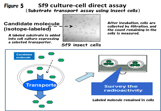 Substrate transport assay of membrane transporters